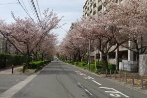 この春のお花見はどこでする？【穴場!!】中央区梅光園の桜並木