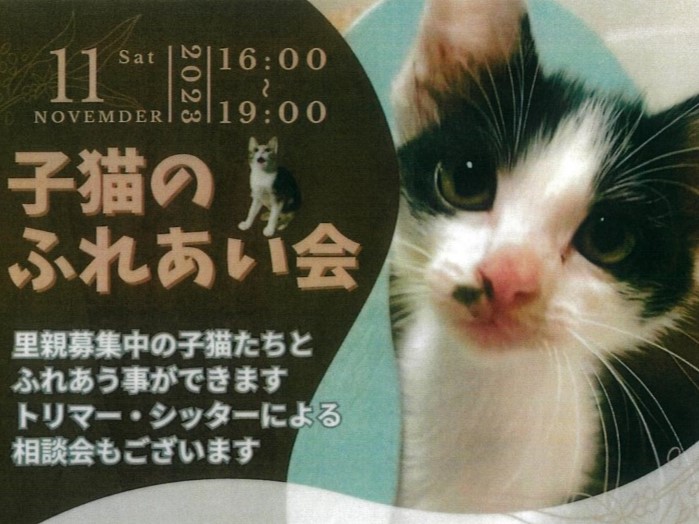 【六本松】2023年11月11日(土)開催予定『子猫のふれあい会』