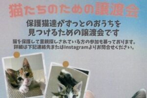 1月27日(土)に『猫たちのための譲渡会』が六本松で開催されます～！