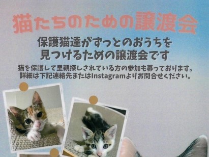 1月27日(土)に『猫たちのための譲渡会』が六本松で開催されます～！